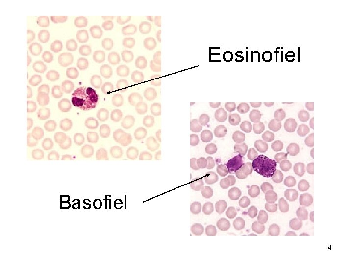 Eosinofiel Basofiel 4 