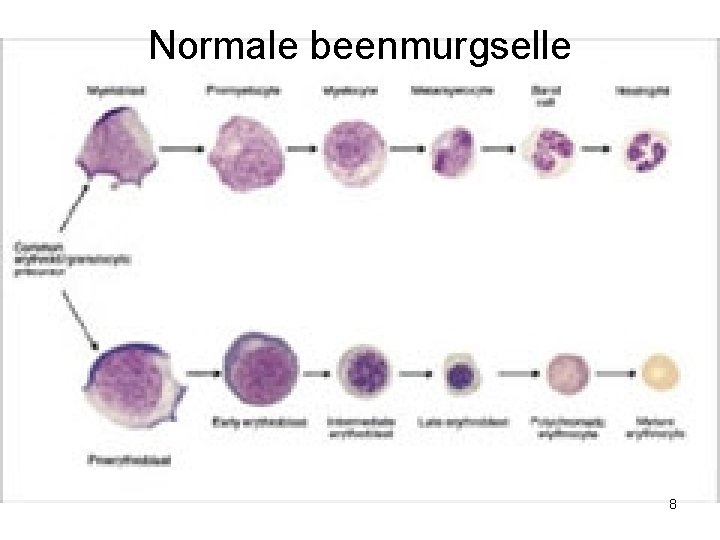 Normale beenmurgselle 8 