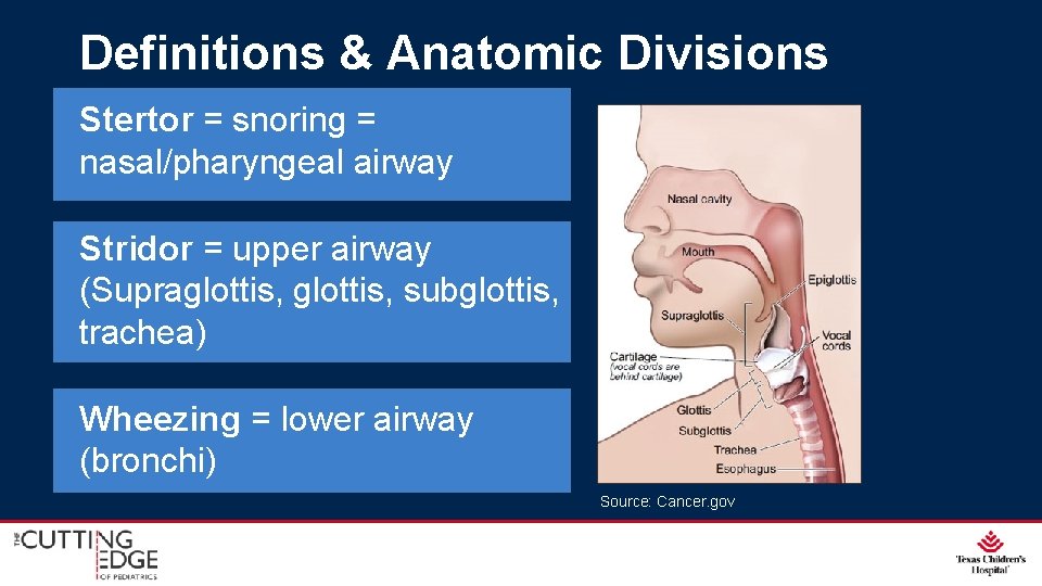 Definitions & Anatomic Divisions Stertor = snoring = nasal/pharyngeal airway Stridor = upper airway Definitions & Anatomic Divisions Stertor = snoring = nasal/pharyngeal airway Stridor = upper airway