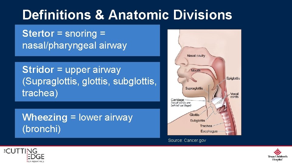 Definitions & Anatomic Divisions Stertor = snoring = nasal/pharyngeal airway Stridor = upper airway