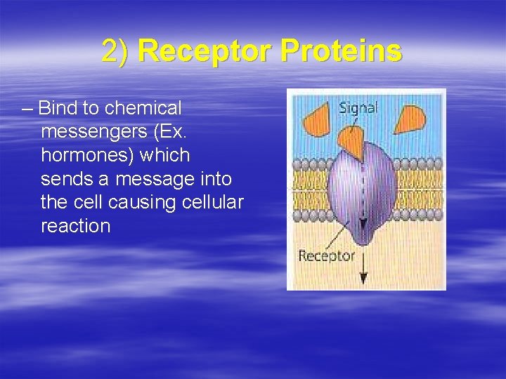 2) Receptor Proteins – Bind to chemical messengers (Ex. hormones) which sends a message