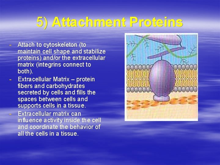 5) Attachment Proteins - Attach to cytoskeleton (to maintain cell shape and stabilize proteins)