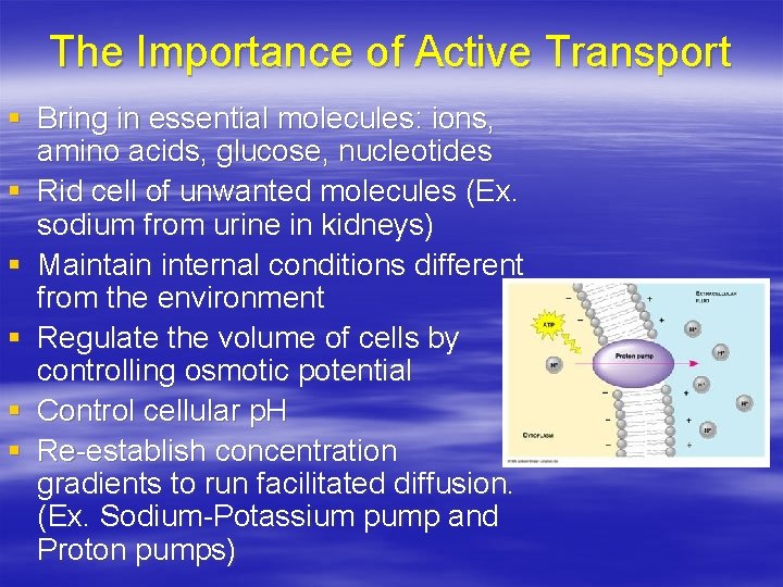 The Importance of Active Transport § Bring in essential molecules: ions, amino acids, glucose,