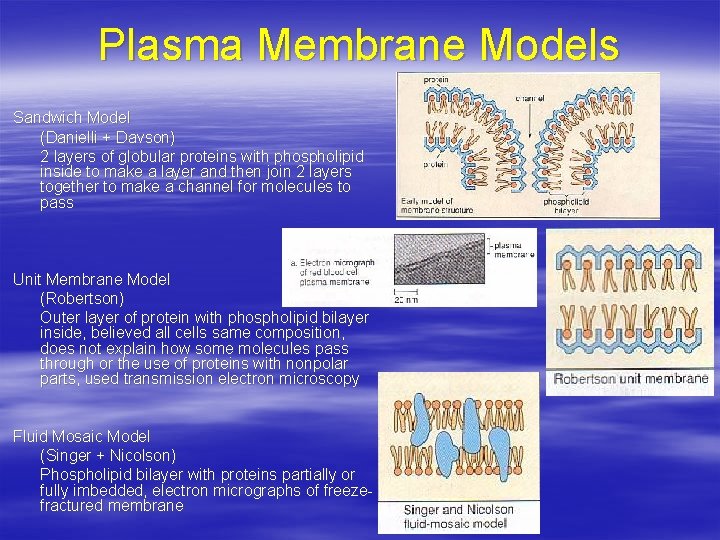Plasma Membrane Models Sandwich Model (Danielli + Davson) 2 layers of globular proteins with