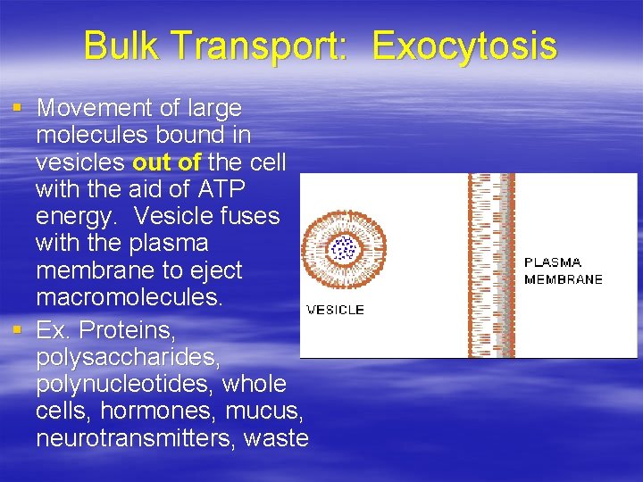 Bulk Transport: Exocytosis § Movement of large molecules bound in vesicles out of the