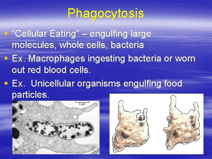 Phagocytosis § “Cellular Eating” – engulfing large molecules, whole cells, bacteria § Ex. Macrophages