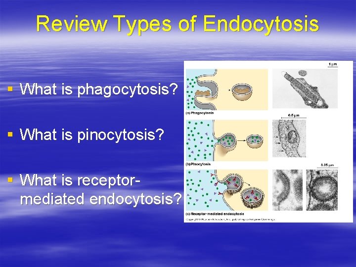 Review Types of Endocytosis § What is phagocytosis? § What is pinocytosis? § What