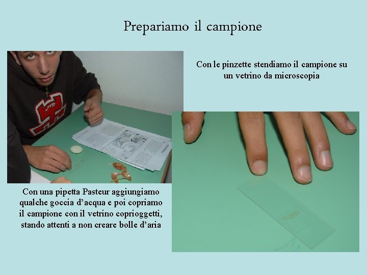 Prepariamo il campione Con le pinzette stendiamo il campione su un vetrino da microscopia