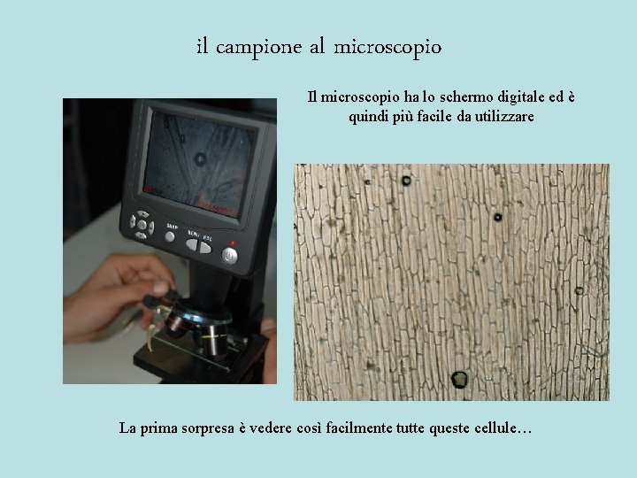 il campione al microscopio Il microscopio ha lo schermo digitale ed è quindi più