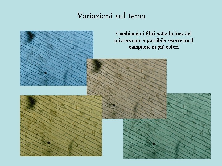 Variazioni sul tema Cambiando i filtri sotto la luce del microscopio è possibile osservare