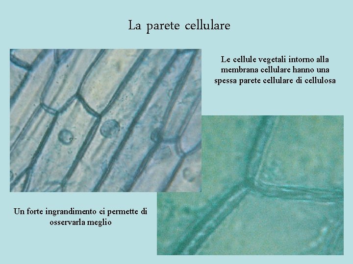 La parete cellulare Le cellule vegetali intorno alla membrana cellulare hanno una spessa parete