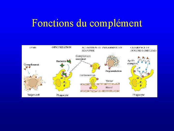 Fonctions du complément 