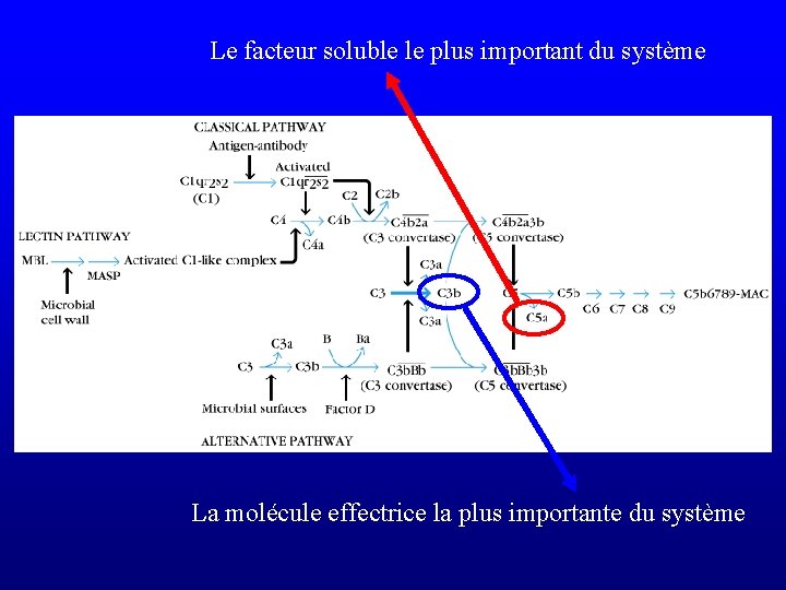 Le facteur soluble le plus important du système La molécule effectrice la plus importante