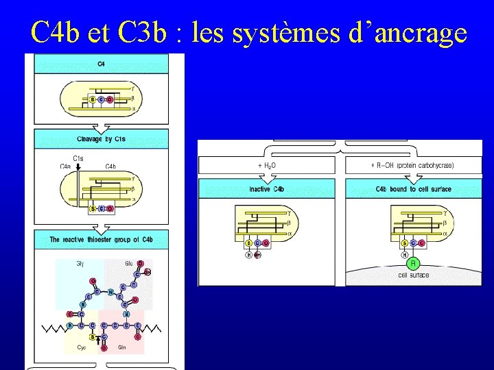 C 4 b et C 3 b : les systèmes d’ancrage 