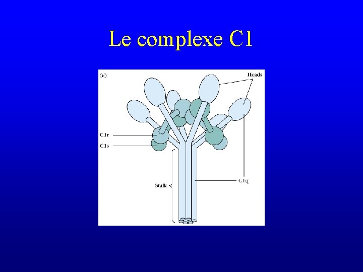 Le complexe C 1 