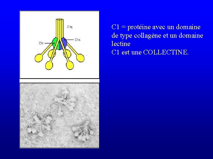 C 1 = protéine avec un domaine de type collagène et un domaine lectine