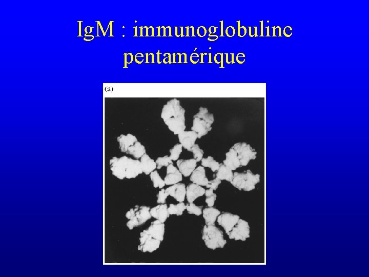 Ig. M : immunoglobuline pentamérique 