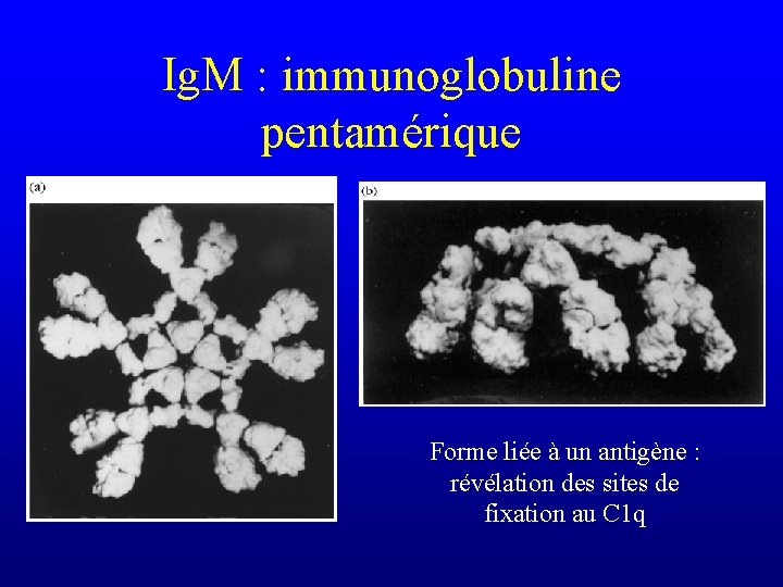 Ig. M : immunoglobuline pentamérique Forme liée à un antigène : révélation des sites