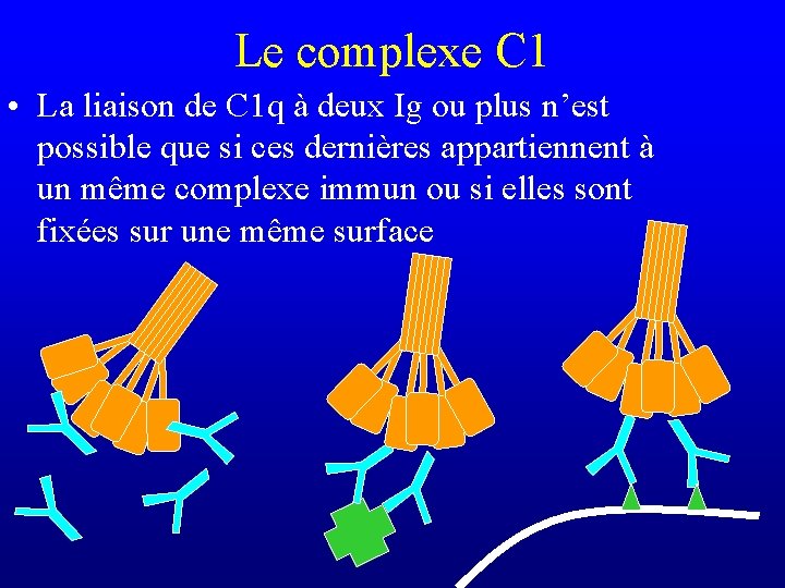 Le complexe C 1 • La liaison de C 1 q à deux Ig