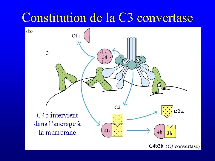 Constitution de la C 3 convertase b C 2 a C 4 b intervient