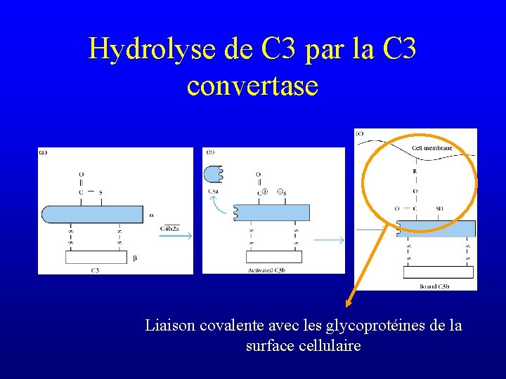 Hydrolyse de C 3 par la C 3 convertase Liaison covalente avec les glycoprotéines