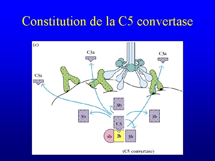 Constitution de la C 5 convertase 2 b 