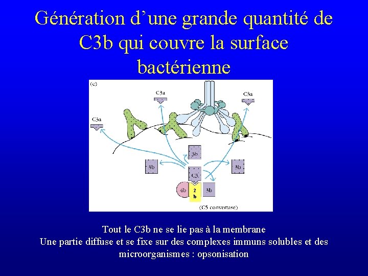 Génération d’une grande quantité de C 3 b qui couvre la surface bactérienne 2