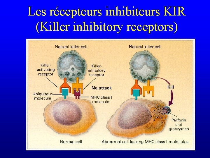 Les récepteurs inhibiteurs KIR (Killer inhibitory receptors) 