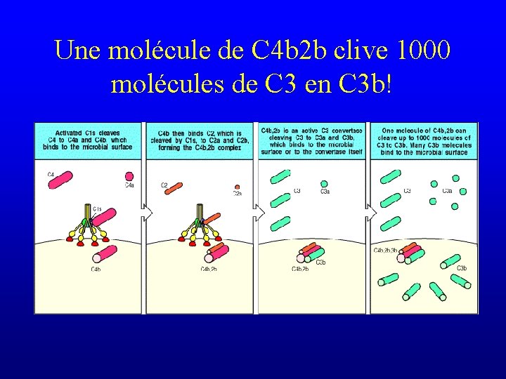 Une molécule de C 4 b 2 b clive 1000 molécules de C 3