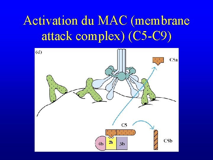 Activation du MAC (membrane attack complex) (C 5 -C 9) 2 b 
