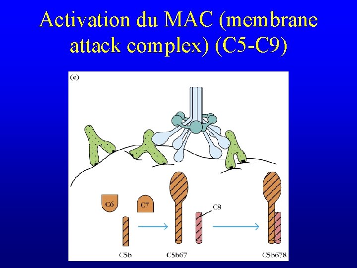 Activation du MAC (membrane attack complex) (C 5 -C 9) 