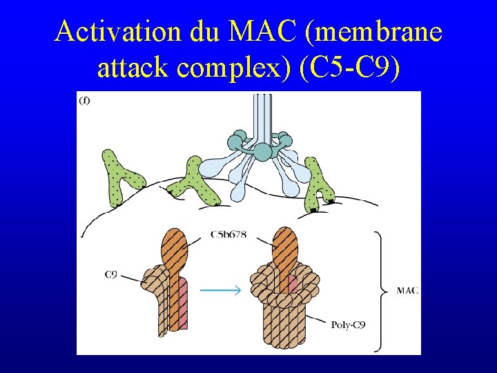 Activation du MAC (membrane attack complex) (C 5 -C 9) 