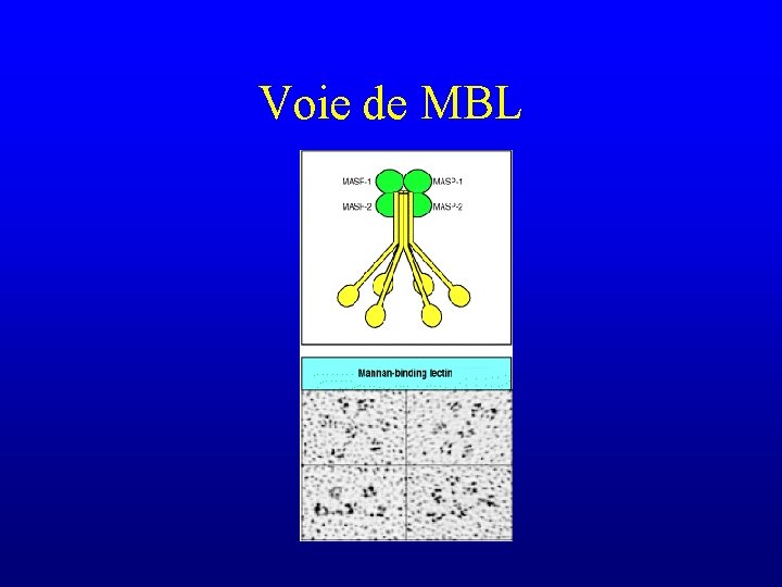 Voie de MBL 