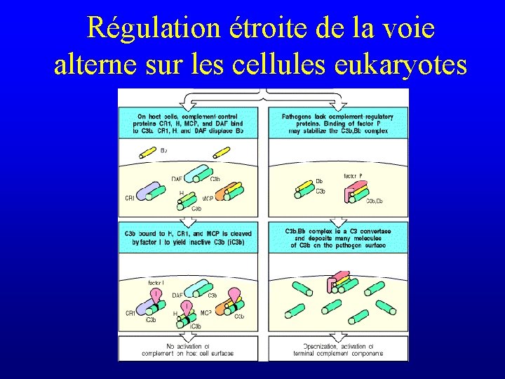 Régulation étroite de la voie alterne sur les cellules eukaryotes 