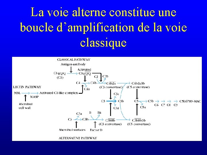 La voie alterne constitue une boucle d’amplification de la voie classique 