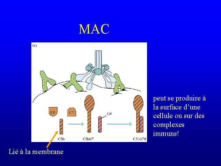 MAC peut se produire à la surface d’une cellule ou sur des complexes immuns!