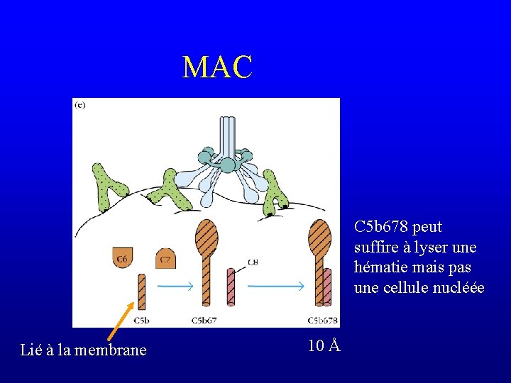 MAC C 5 b 678 peut suffire à lyser une hématie mais pas une