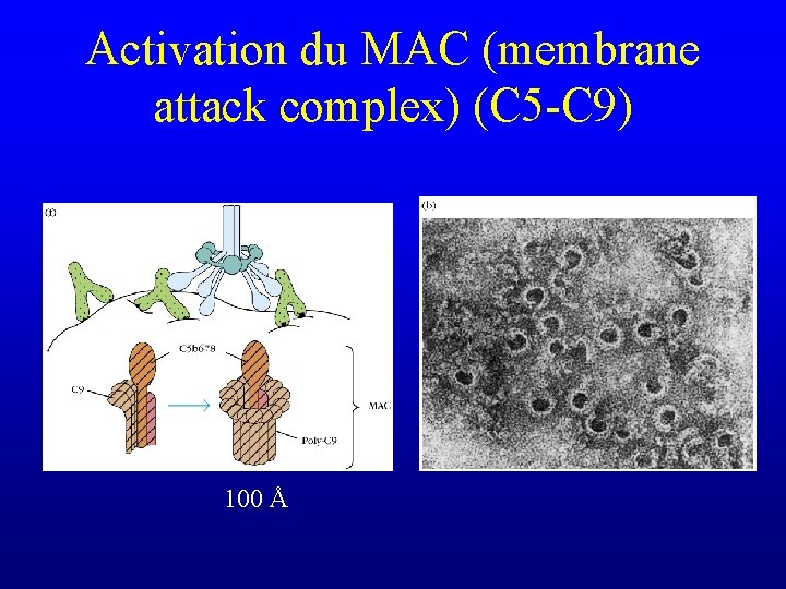 Activation du MAC (membrane attack complex) (C 5 -C 9) 100 Å 