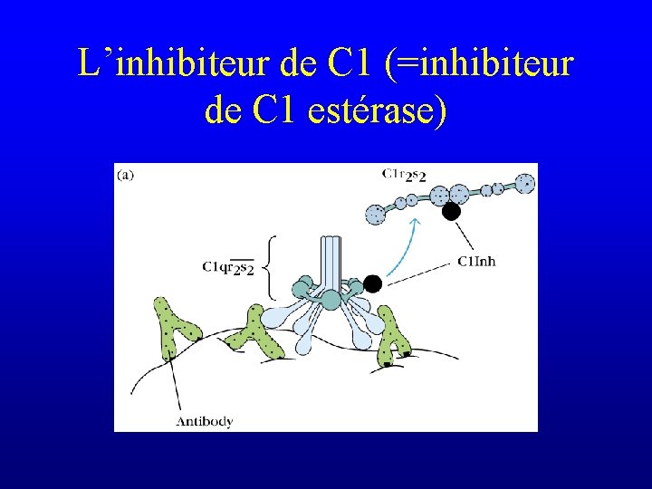 L’inhibiteur de C 1 (=inhibiteur de C 1 estérase) 