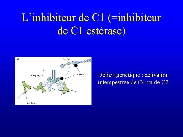 L’inhibiteur de C 1 (=inhibiteur de C 1 estérase) Déficit génétique : activation intempestive