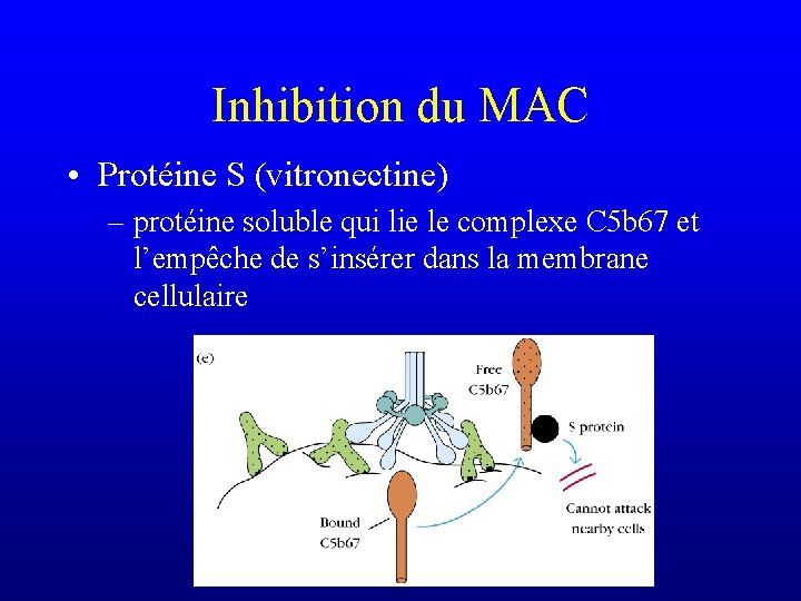 Inhibition du MAC • Protéine S (vitronectine) – protéine soluble qui lie le complexe