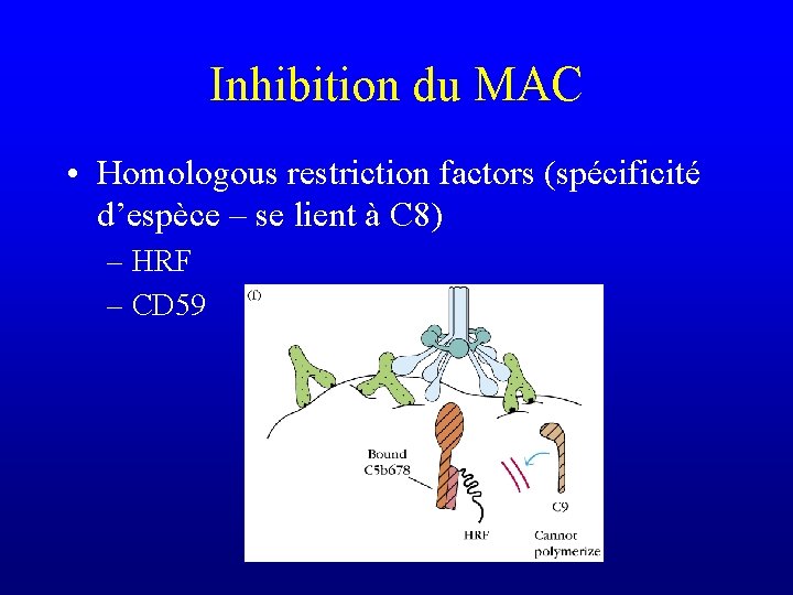 Inhibition du MAC • Homologous restriction factors (spécificité d’espèce – se lient à C