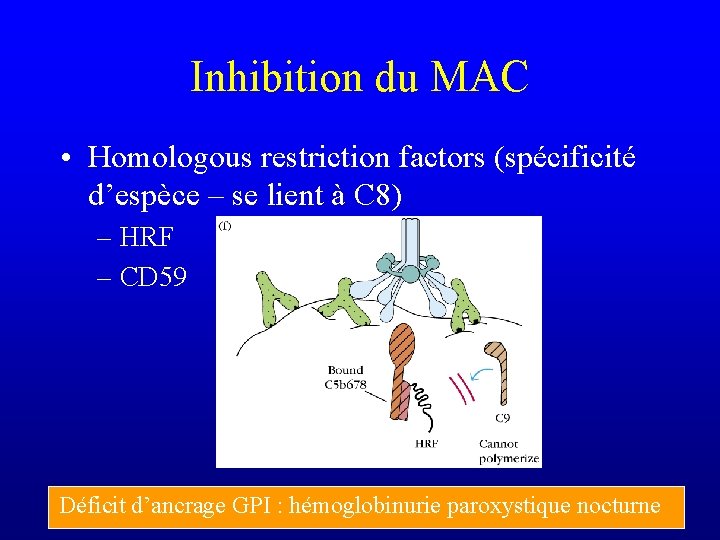 Inhibition du MAC • Homologous restriction factors (spécificité d’espèce – se lient à C