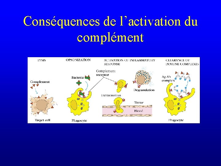 Conséquences de l’activation du complément 