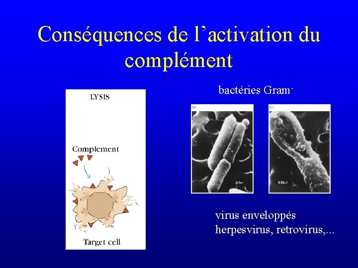 Conséquences de l’activation du complément bactéries Gram- virus enveloppés herpesvirus, retrovirus, . . .