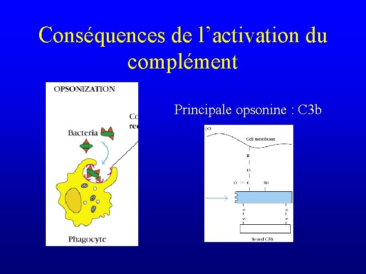 Conséquences de l’activation du complément Principale opsonine : C 3 b 