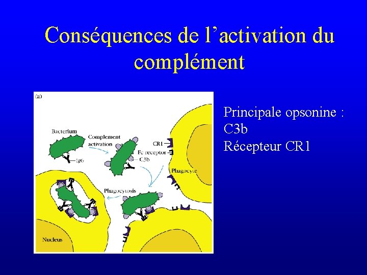 Conséquences de l’activation du complément Principale opsonine : C 3 b Récepteur CR 1