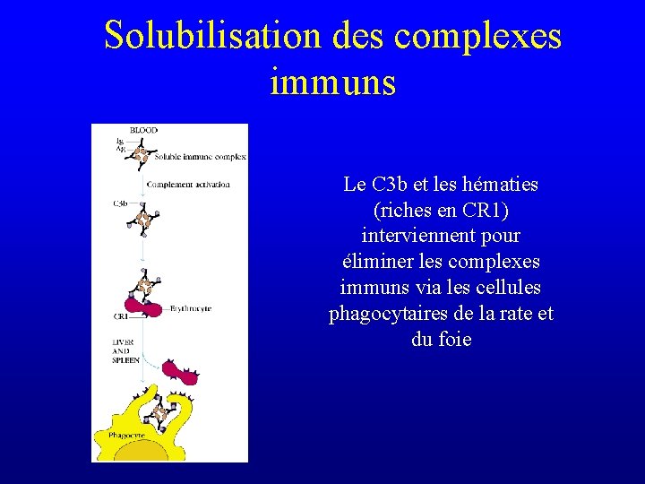 Solubilisation des complexes immuns Le C 3 b et les hématies (riches en CR