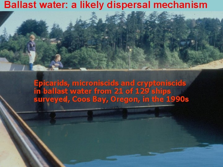 Ballast water: a likely dispersal mechanism Epicarids, microniscids and cryptoniscids in ballast water from