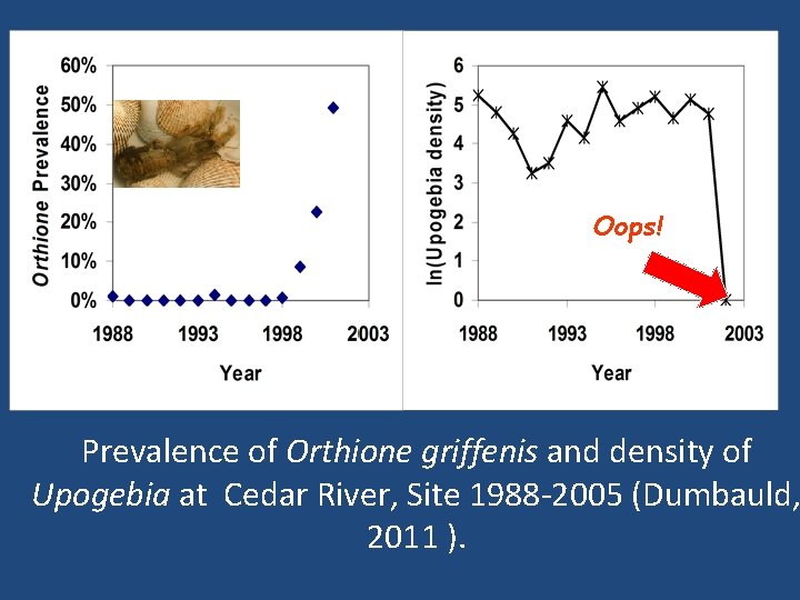 Oops! Prevalence of Orthione griffenis and density of Upogebia at Cedar River, Site 1988